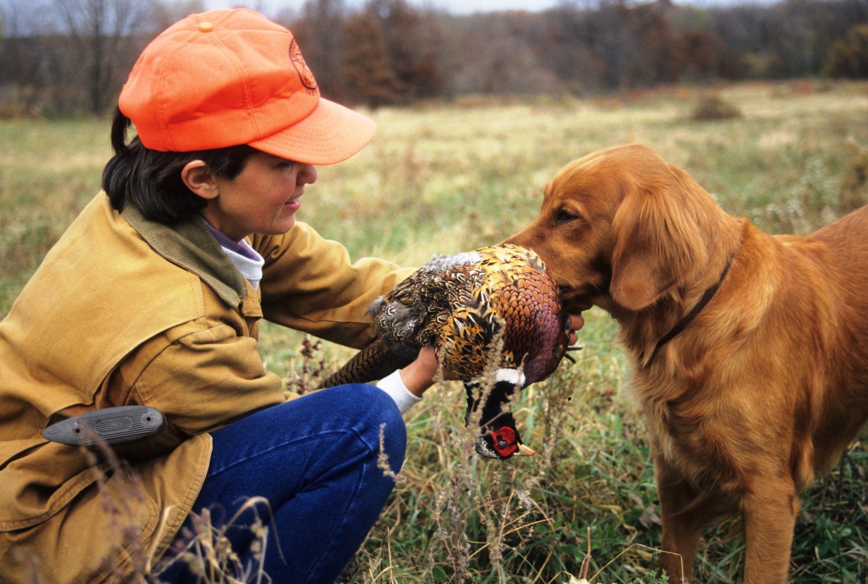 A golden retriever brings a pheasant back to a hunter.